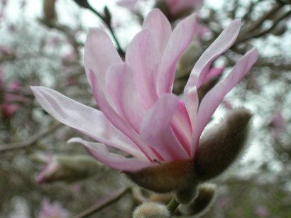 Magnolia